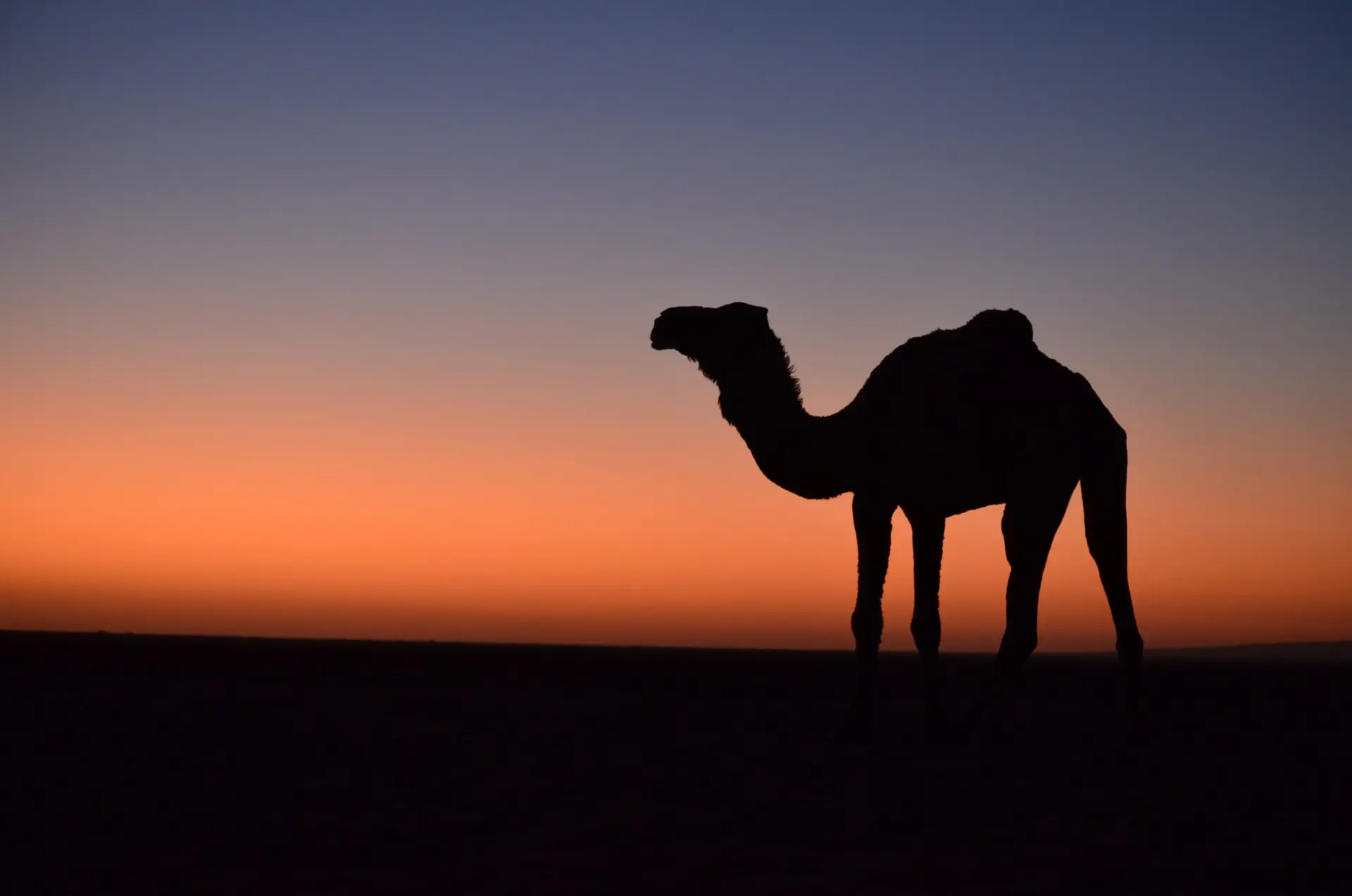 Camel Ride Desert In Morocco