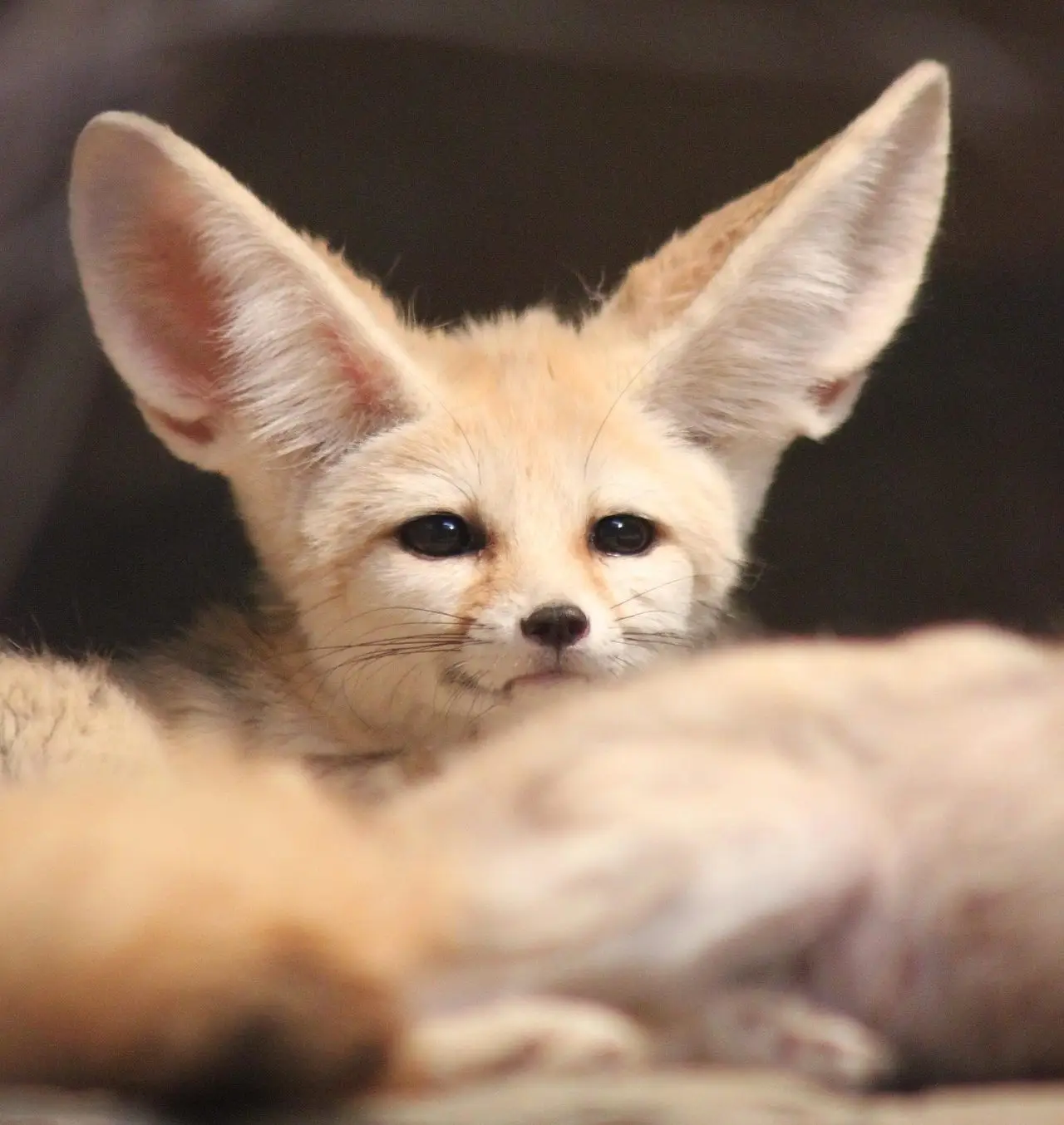 Fennec Fox Desert Morocco