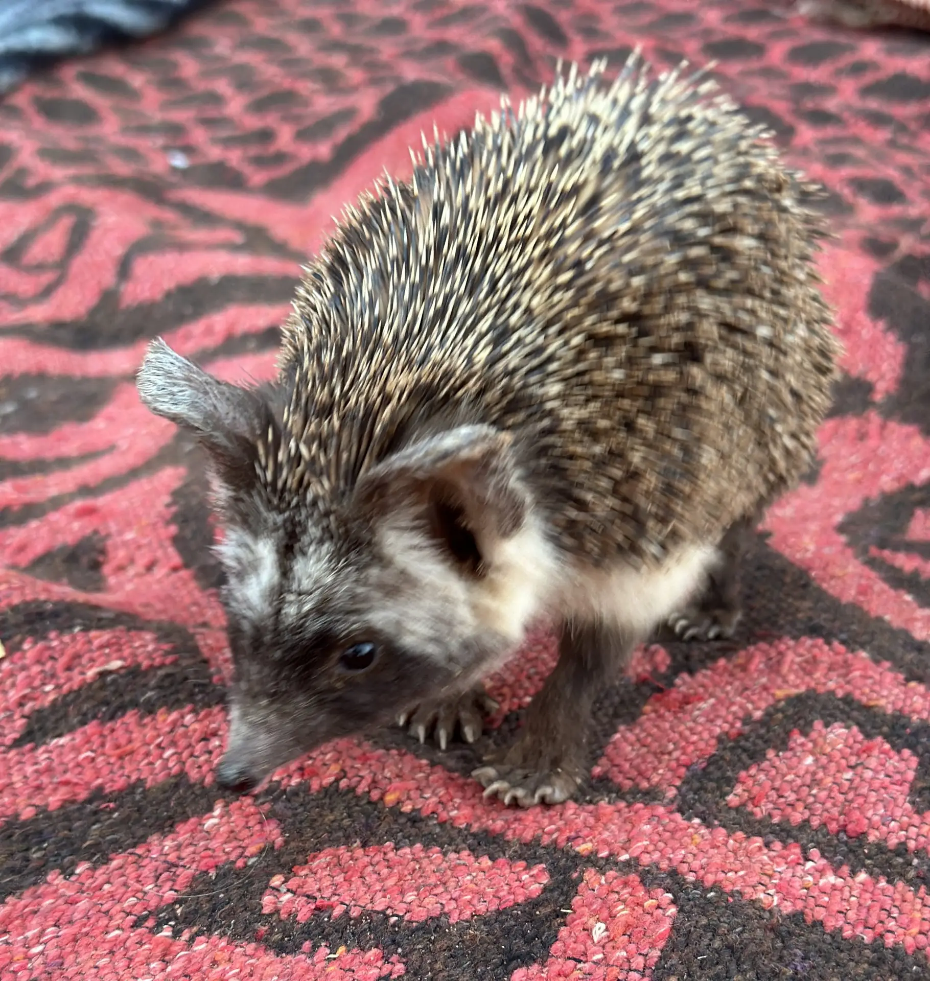 Hedgehog in Desert Morocco